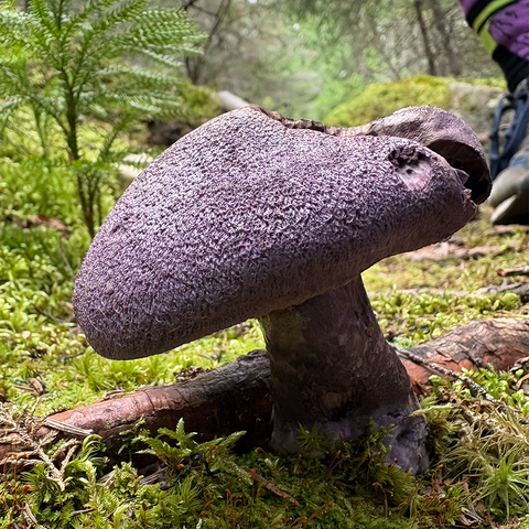 Large (probably) violet cort mushroom with someone wearing purple socks in the background