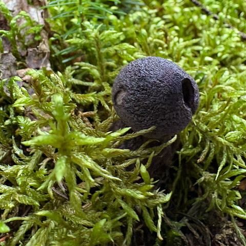 Tiny violet cort surrounded by moss (pretty sure it's moss?)