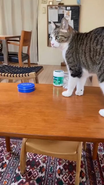 Video of a cat going around and knocking a bunch of stuff off a table (as one does)