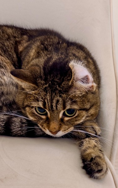 Photo of a cat that looks like it just opened its eyes to look at something while it rests on a chair. The kitty's left ear, is flipped outwards and needs a quick shake to recalibrate it.