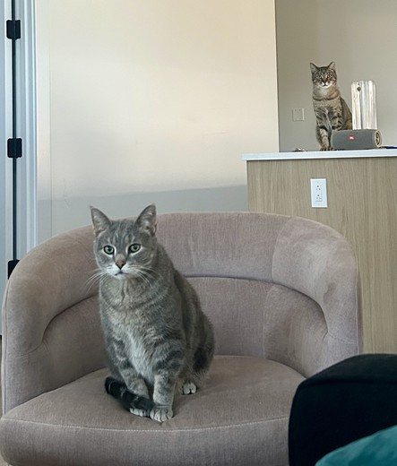 Two cats watching me watch tv. One sitting in a chair, one sitting on top of a kitchen island. 