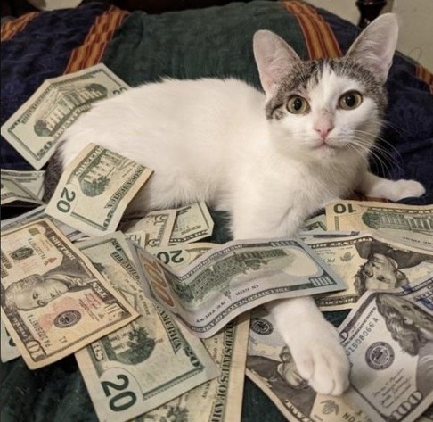 Photo of a mostly white cat sitting on a bed with piles of US cash all around. Kitty denies committing any crime but enjoyed doing it.