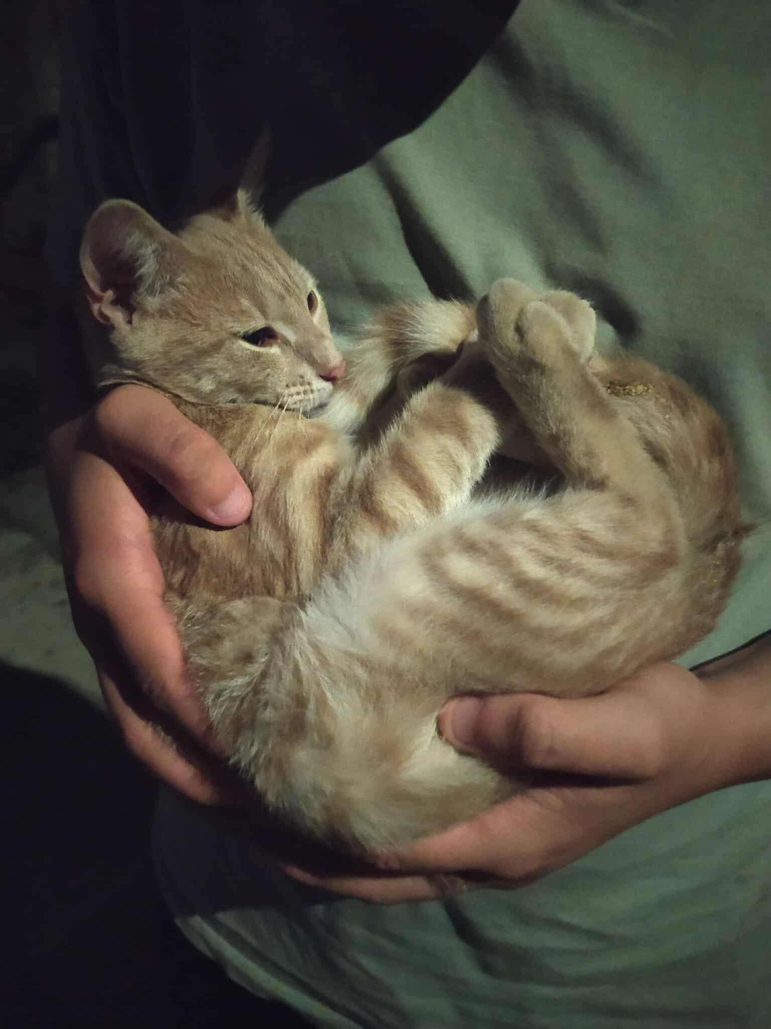 Photo of someone holding a curled up and snugly orange cat on its back.