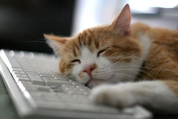 Cute photo of an orange and white cat that's asleep on a keyboard while its paw rests on it too. You know, important business stuff.
