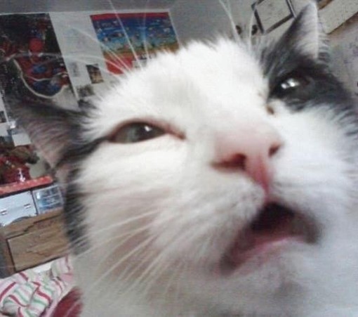 Close-up photo of a cat with sleepy eyes and a gaping mouth while it loafs on a top of someone in bed.