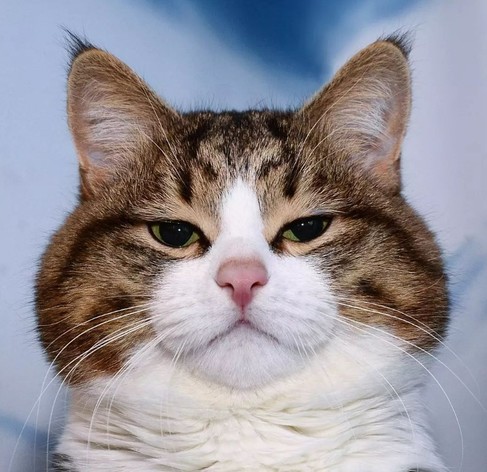Close-up photo of Rexie Cat (aka catte) staring at the camera with his chunky cheeks. The cute kitty looks like he is judging you, as cats like to do.