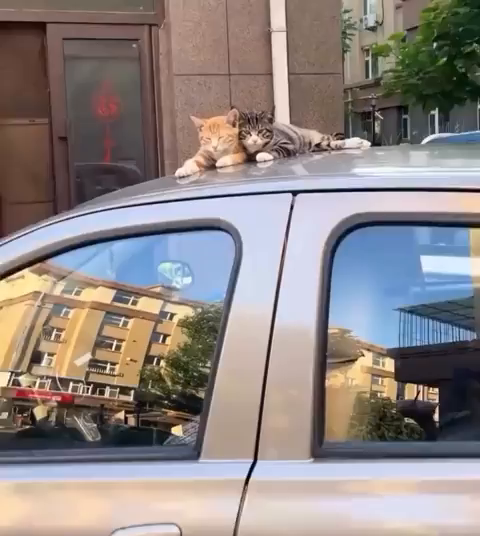 Video of two cats resting on a car roof and stretching in sync with each other. Well, it looks more the the one on the right is copying every move from the left kitty, but either way it's cute.