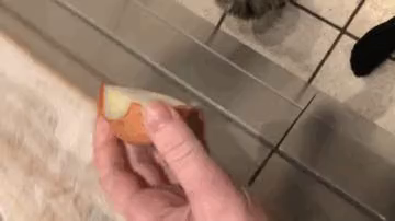 Video of a cat who was begging in the kitchen being allowed to smell the freshly cut food. That freshly cut food just happened to be an onion, which after the kitty got a sniff, made them leave the kitchen. I believe the body language the cat showed translated to "fuck that".