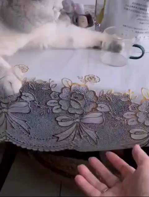 Video of a cat scooting a small glass cup to the edge of a table while someone gasps and a hand reaches for it below to try to catch it. The cat stops, looks at the hand for a bit, then slaps the glass cup further to the side to miss the hand completely. Video ends with a glass breaking sound as the kitty watches the destruction with satisfaction.