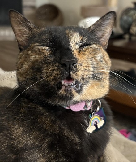 Photo of an older tortoise shell kitty (black and orange mix) sleeping on top of its human on a blanket while having its mouth slightly open.