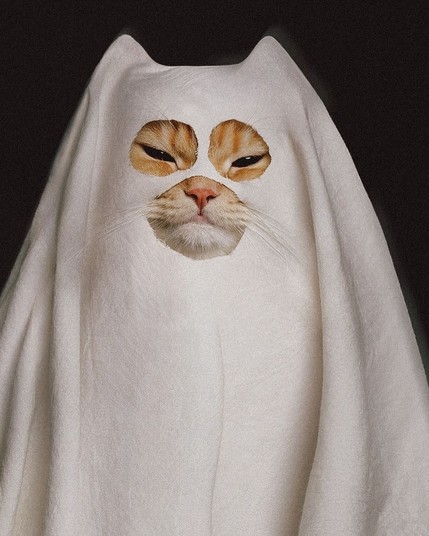 Photo of an orange cat in a ghost costume from a white sheet with three circular holes. The cat looks done with these shenanigans, but is probably waiting patiently because it gets him treats and chin scritches, else vengeance shall be taken against the humans.