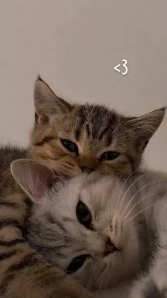 Image of two kittens snuggling with an ascii heart above them <3
One kitty is laying with its head sideways, while the other uses the first as a pillow.