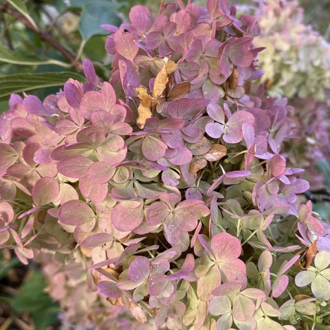 a cluster of flowers going from pink to pale pink