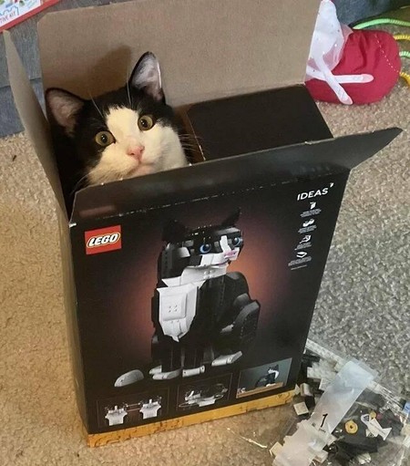 Photo of a tuxedo cat Lego set with an actually tuxedo cat hiding in the box while poking its head out to look at the camera.