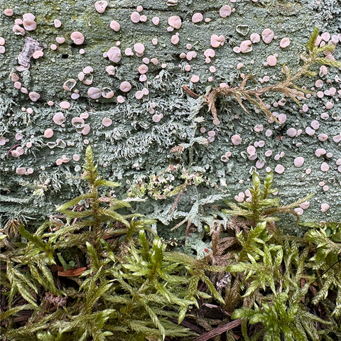 tiny light pink maybe nest mushrooms on a log