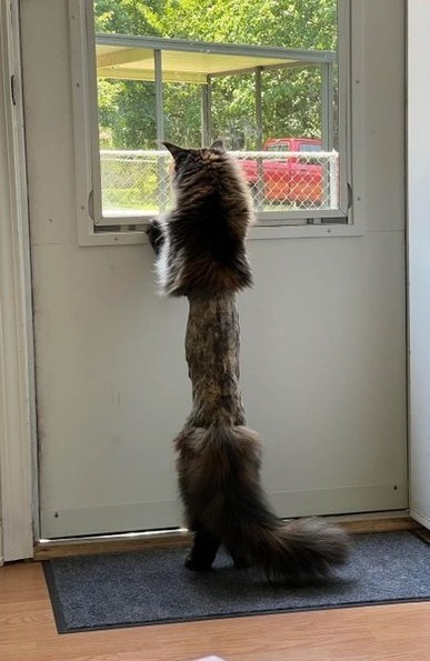 Photo of a fluffy, longhaired cat peeking out a back door window, except because the kitty had a recent vet visit that required a belly trim, the cat looks quite silly. Fluff on both ends, skinny belly in the middle