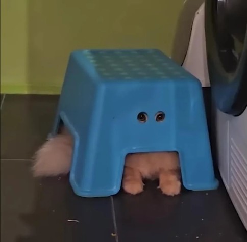 Photo of a fluffy orange cat hiding underneath a step stool with two holes which the kitty is peeking out of. The fluffy paws and tails are visible (but the laundry room ambush predator doesn't know that).