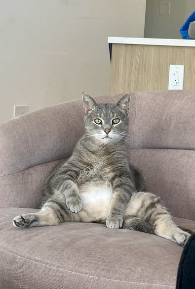 Grey and white cat sitting upright in a comfy chair like how a person would sit