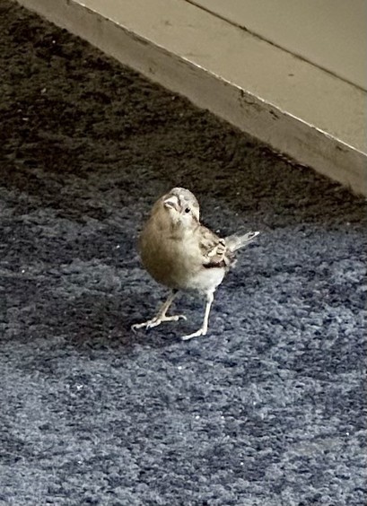 Bird inside a building standing on the floor looking up at the photographer 