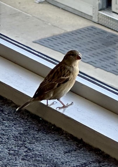Bird looking out a window 