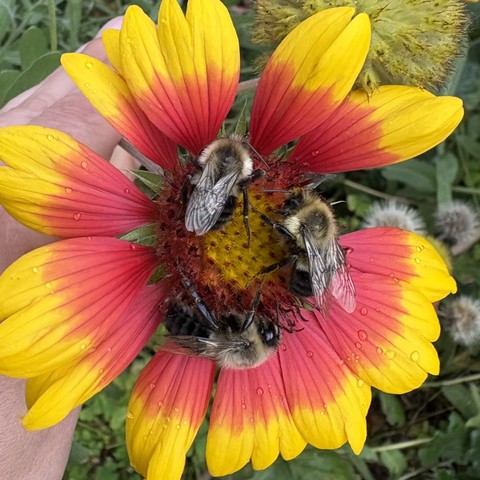 three bees on a pink and yellow flower waiting out the weather