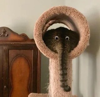 Photo of a cat butt of a kitty who is loafing in a round cat tree. Someone put googly eyes on the kitty's back, and with the tail hangng down, it now looks like an fuzzy elephant.