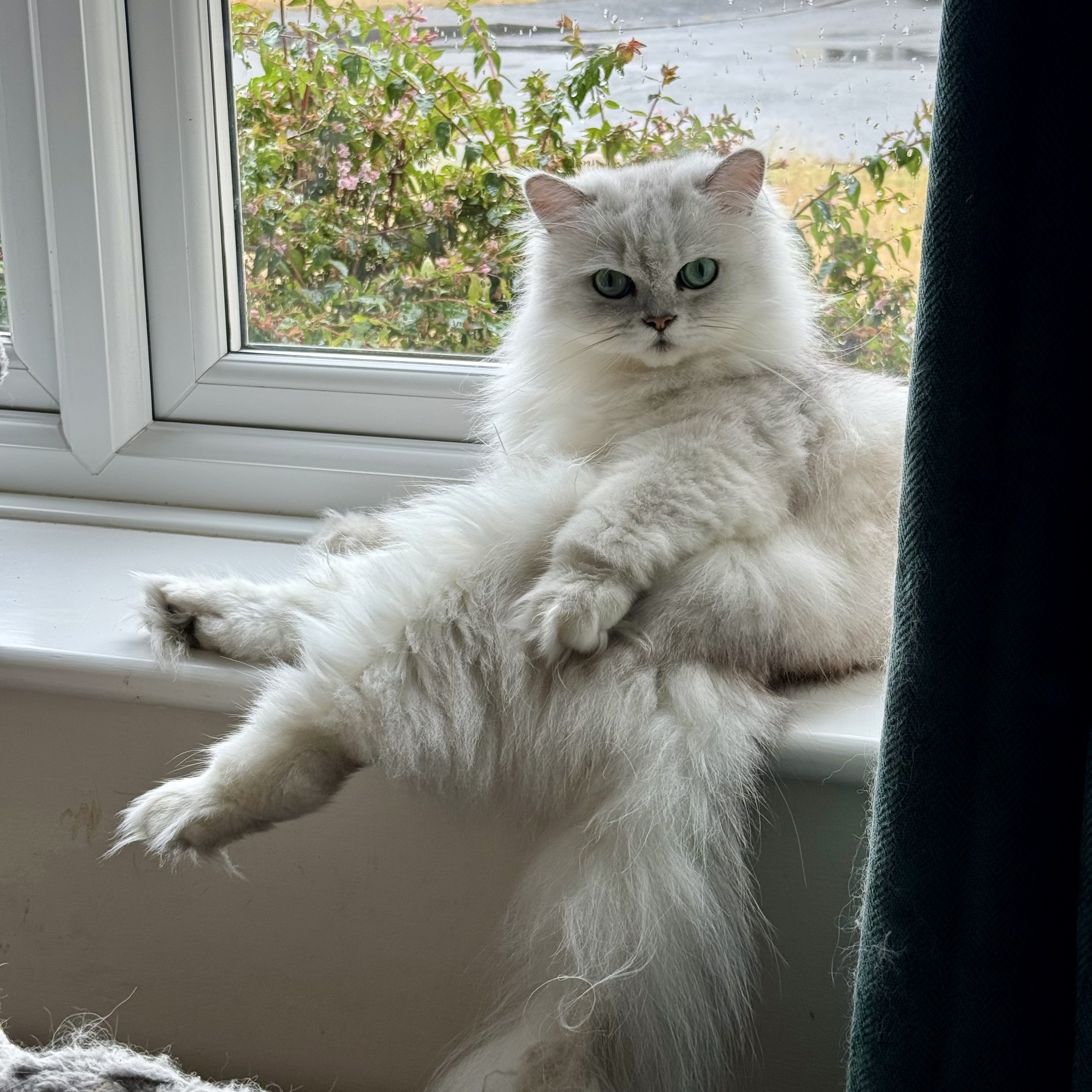 White Persian cat sitting on a windowsill. I don’t know why he’s doing it but he’s sitting in a very “draw me like one of your french girls” sort of pose.