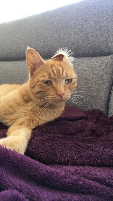Photo of an orange cat laying down that just woke up. The little doofus has one of his ears folded and is obviously running on low power mode.