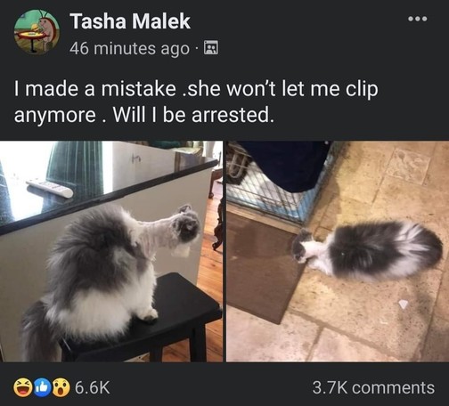 Screenshot of a post by Tasha Malek showing an extremely fluffy, black & white cat that has been partially trimmed. The only part that was trimmed, however, was the head and neck, so now the kitty look absolutely ridiculous. It's like someone grafted a long neck and a tiny head on a fluffy creature. I don't even know how to properly describe it through my laughing.

Text content says:
I made a mistake .she won't let me clip anymore . Will I be arrested.