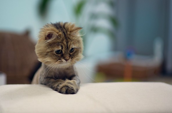 Focused photo of a long haired cat with a lion's mane trim (everything but the head) on a pillow. The kitty has both her front paws together like clasped hands, and is staring at something offscreen, like it is deep in thought. The background is out of focus, but you can kind of make out a potted plant near a window.