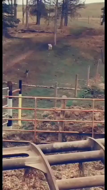 Video of a dog on a farm antagonizing a wolf, then running full speed back to the gates when the wolf chases in annoyance at the doggy. Wolf gives up before getting too far, but that doggo should be careful who he barks at...