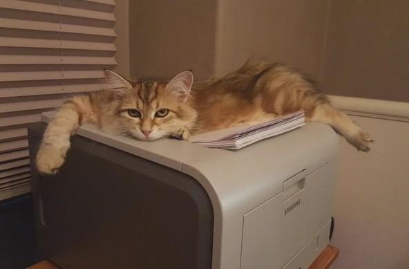 Photo of a fluffy orange cat that's laying right on top of a freshly printed stack of papers on a Samsung laser printer.