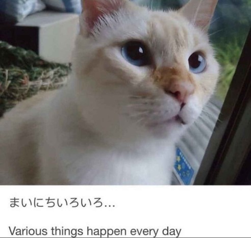 Photo of a white and orange cat near a window doing kitty things (staring at nothing). Caption at the bottom says in Japanese and English:

まいにちいろいろ…
Various things happen every day