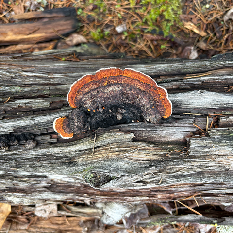 shelf mushroom with orange and brown rings
