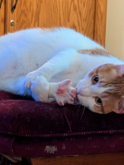 Photo of a white & orange cat laying down on a chair while licking its back paw which the kitty is holding with its two front paws. The paw being held and groomed is spread out while the pink beans are being tongue cleaned.