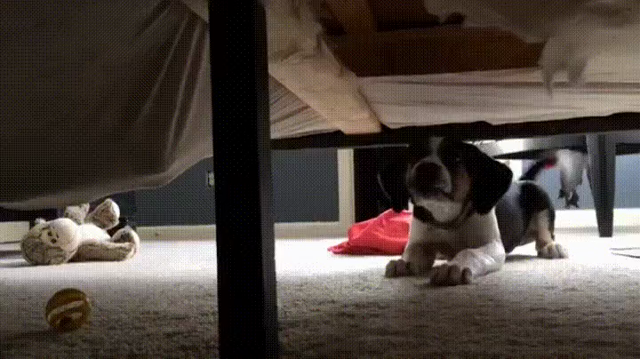 Video of a dog sneaking up to a hole underneath the sofa, when all of a sudden a cat partially pops out to swipe at the pupper with one paw. Dog backs up and the cat retreats for another round of "Imma getcha". (They are having fun)