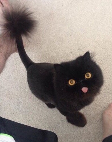 Photo of a black fluffy cat with a lion trim hair cut, poofy tail tip, and a tongue hanging out. A true Bleptober beauty