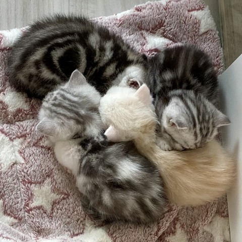 Photo of four itty bitty kittens with similar stripes all cuddled up on a towel. The shade of the stripes are black, black/grey, grey, and then white/orange which makes it seem like the color ran out by the time the last kitty the "printed".