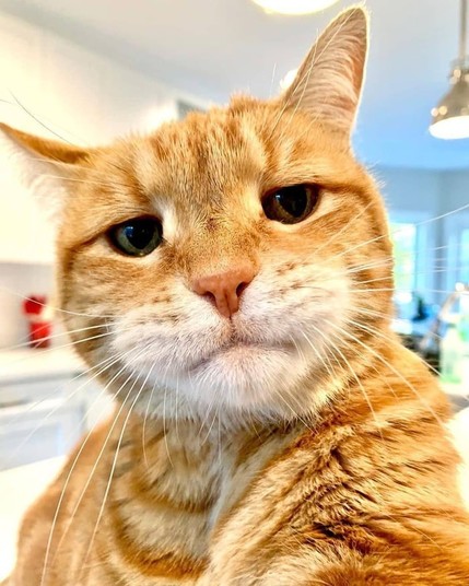 Close-up photo of an orange cat looking at the camera with what looks like a judging and disapproving face. They're not mad, just disappointed.