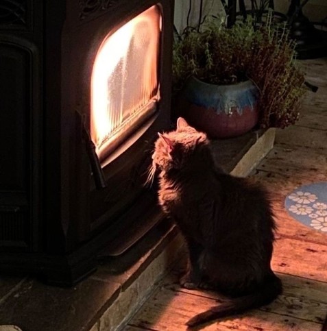 Photo of a cat sitting right next to a fireplace glass door watching the fire dance while soaking up the warmth.