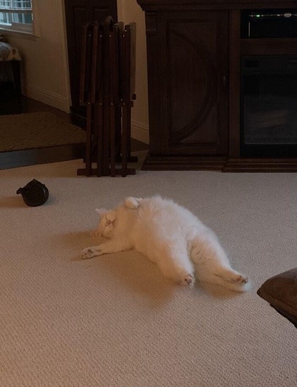 Photo of a white, fluffy, and well-fed cat laying dramatically on its back in the middle of the floor with 3 of its paw are flopped out. The sleeping kitty is probably dreaming about all the food it should be eating right now.