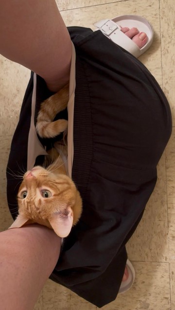 Photo of an orange cat that decided to crawl in some pants while someone was trying to use the restroom in peace.
