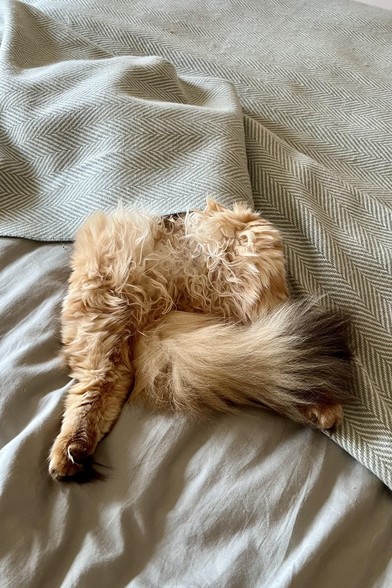 Photo of the bottom half of a fluffy cat that's crawled underneath some blankets on a bed to lay on its back.