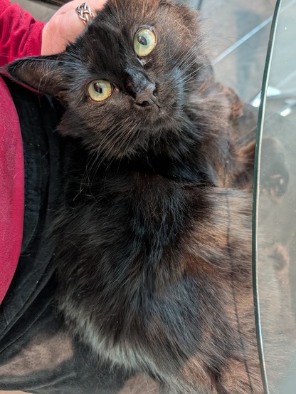 Black cat with green eyes laying on black suede skirt lap, with her head leaning into a hand petting her head