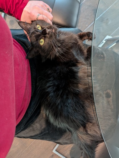 Same black cat on lap from further back, now with her head turned to press the side of her cheek into the hand that is petting her