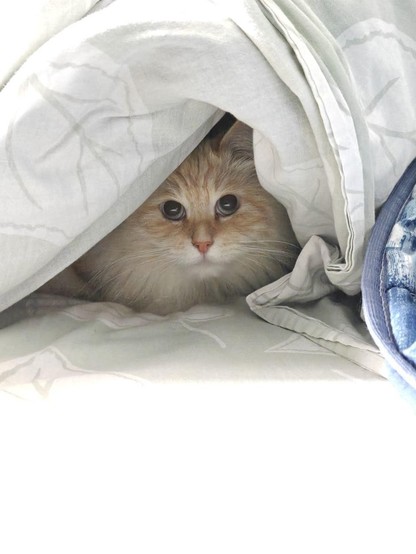 Photo of a very fluffy kitty, peeking out from underneath some blankets on a bed. Who's bed you ask? Kitty's bed. Everywhere the beans touch is owned by kitty.