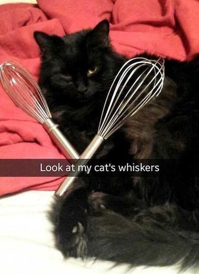 Photo of a black fluffy cat laying down with two whisker kitchen utensils laying on it. A snapchat style text overlay says:

Look at my cat's whiskers