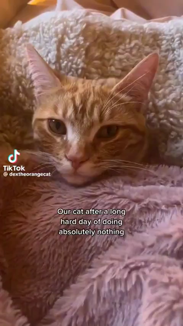 "Our cat after a long hard day of doing absolutely nothing."

Video by dextheorangecat showing an orange cat laying on its back underneath some blankets and getting pampered and pet on the face by its human until the kitty falls asleep.