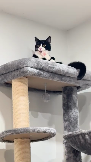 Cute video of a tuxedo cat on top of its cat tree house who is licking and cleaning its spread out pink toes from one on its back legs. After a bit of cleaning, that back leg decides to rebel and kick the cat's face a couple of times. Grooming resumes and a soft chuckle can be heard when the kitty looks at the person filming.