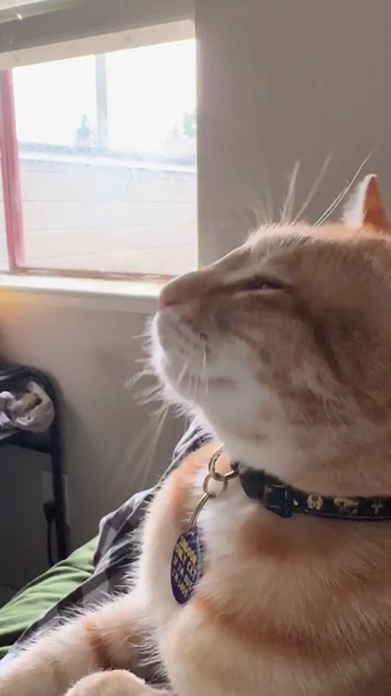 44 seconds of a happy orange cat getting scritches by its human while purring up a storm